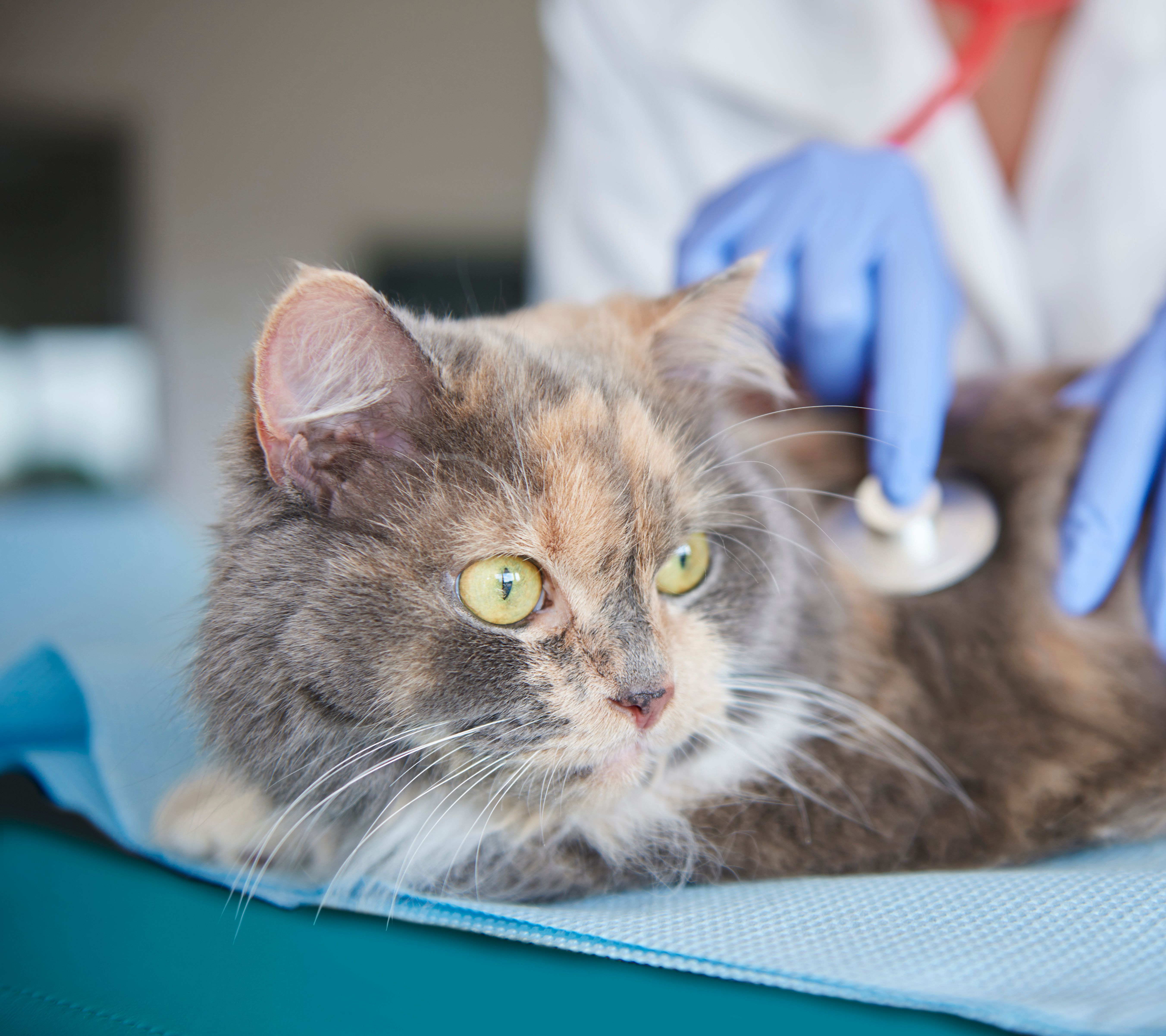 Vet Care Domicílio Blumenau