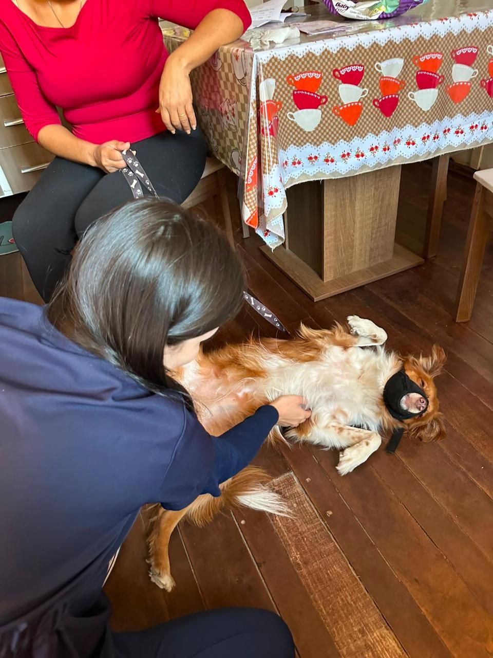 Atendimento Vet Care Domicílio Blumenau