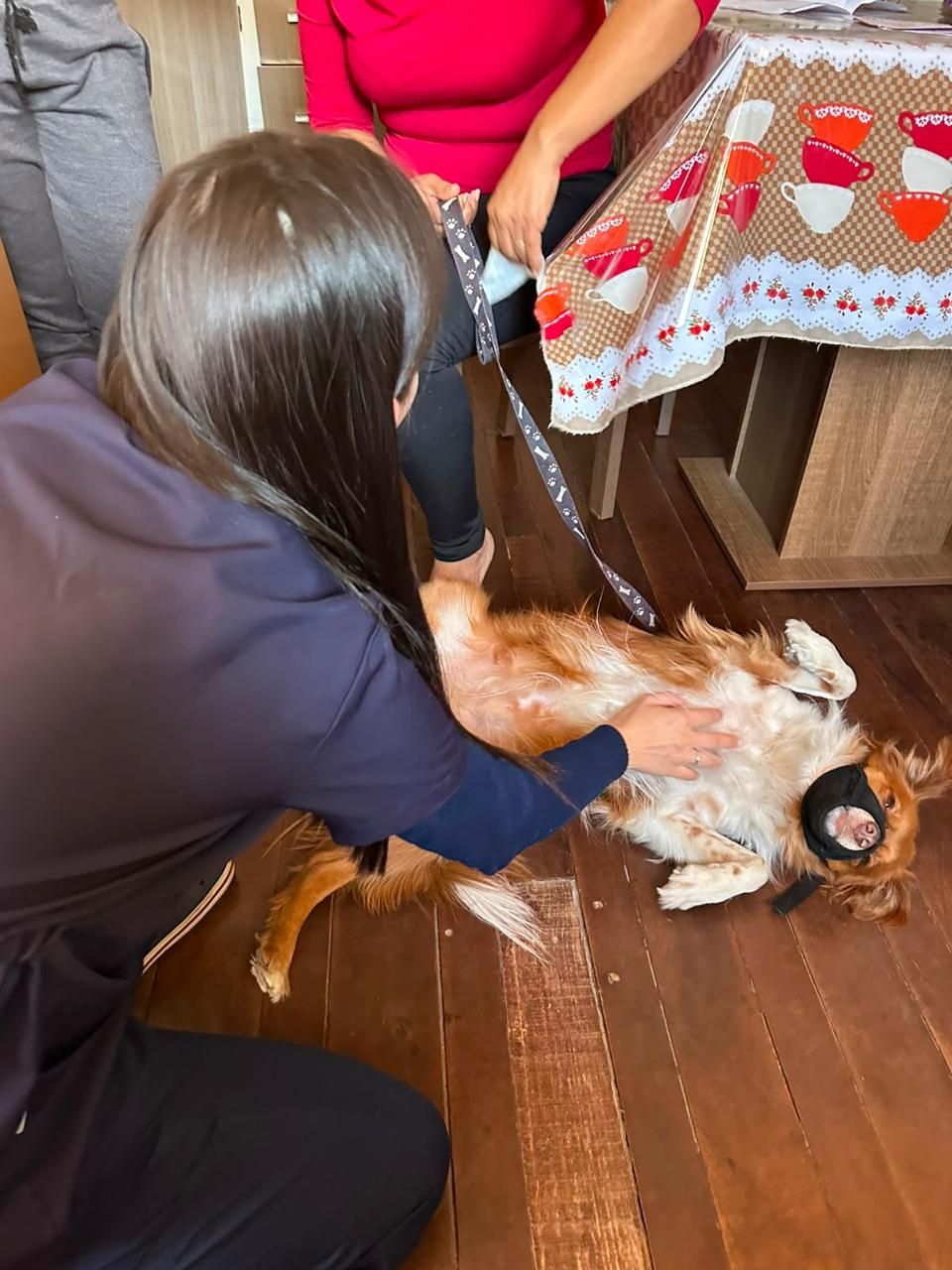 Atendimento Vet Care Domicílio Blumenau