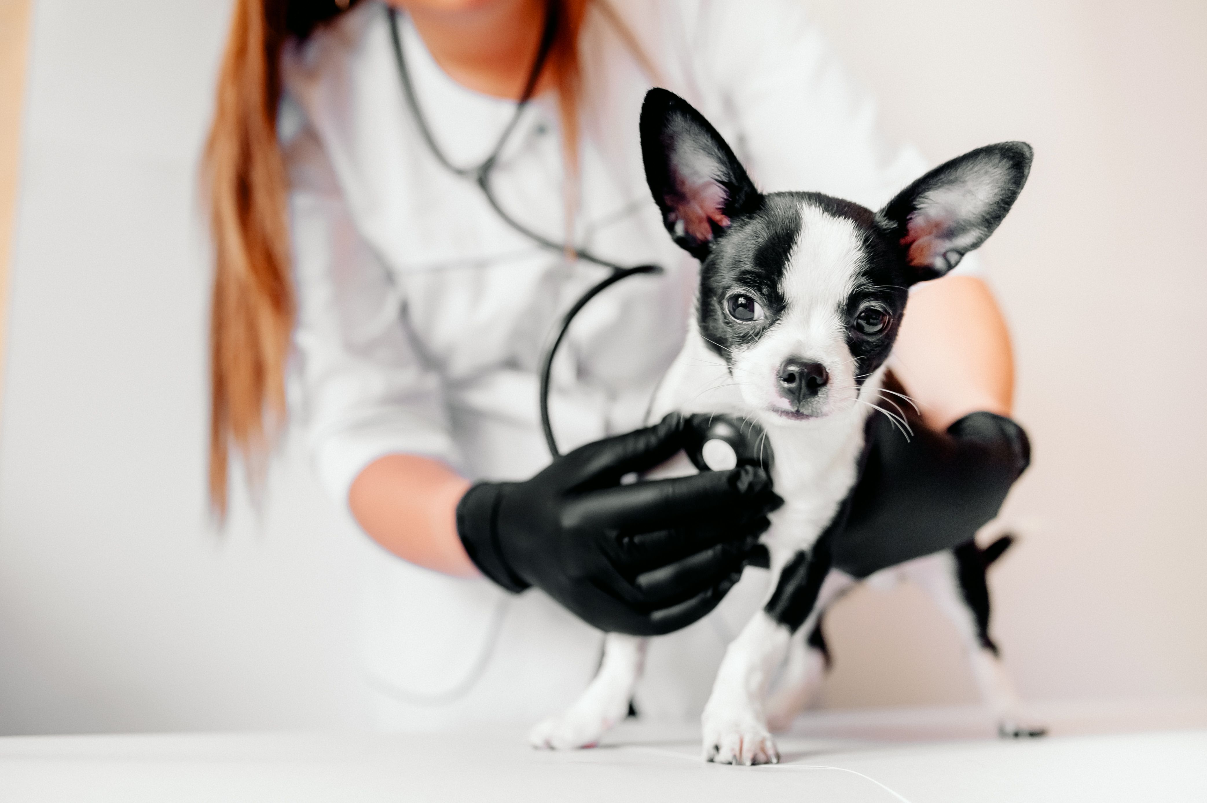 Vet Care Domicílio Blumenau